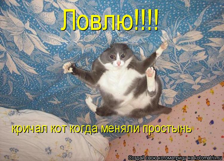 Ловлю!!!! кричал кот когда меняли простынь... Котоматрица: Ловлю!!!! кричал кот когда меняли простынь