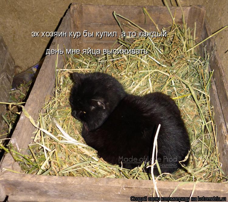 эх хозяин кур бы купил ,а то каждый день мне яйца высиживать... Котоматрица: эх хозяин кур бы купил ,а то каждый день мне яйца высиживать