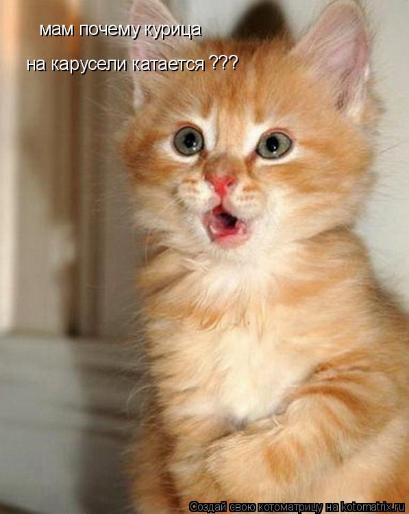 Котоматрица: мам почему курица  на карусели катается ???