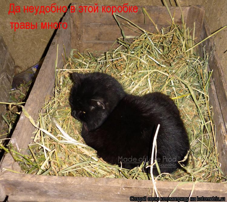 Котоматрица: Да неудобно в этой коробке травы много