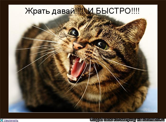 Котоматрица: Жрать давай!!!!! И БЫСТРО!!!!
