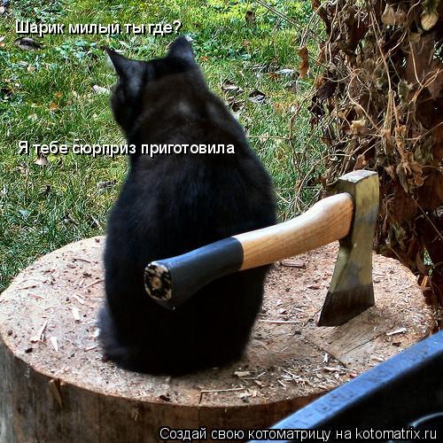 Котоматрица: Шарик милый ты где?  Я тебе сюрприз приготовила