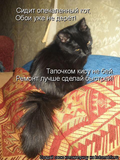 Котоматрица: Сидит опечаленный кот, Сидит опечаленный кот, Обои уже не дерёт! Тапочком кису не бей. Ремонт лучше сделай быстрей!