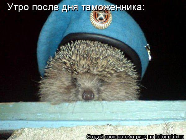 Котоматрица: Утро после дня таможенника: