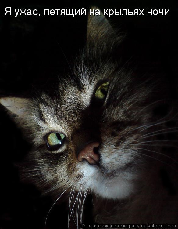 Котоматрица: Я ужас, летящий на крыльях ночи
