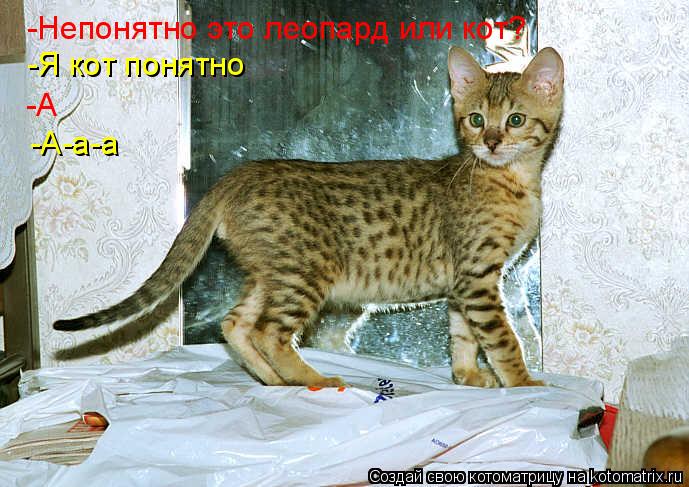 Котоматрица: -Непонятно это леопард или кот? -А -Я кот понятно -А-а-а