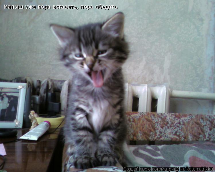 Котоматрица: Малыш уже пора вставать, пора обедать