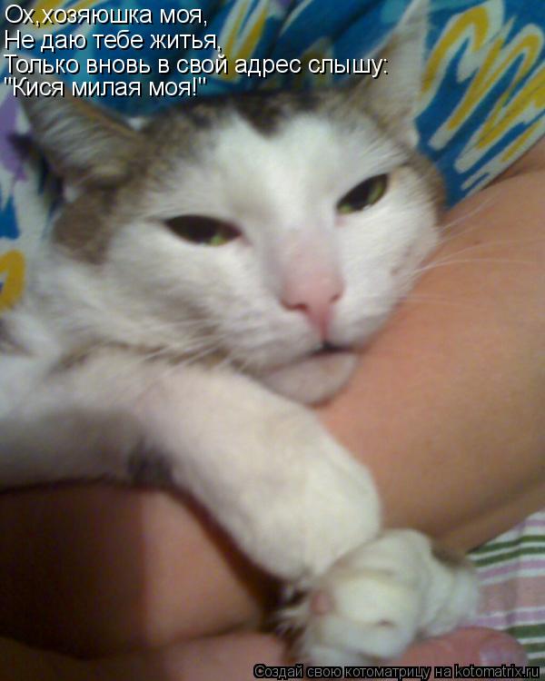 Котоматрица: Ох,хозяюшка моя, Не даю тебе житья, Только вновь в свой адрес слышу: "Кися милая моя!"