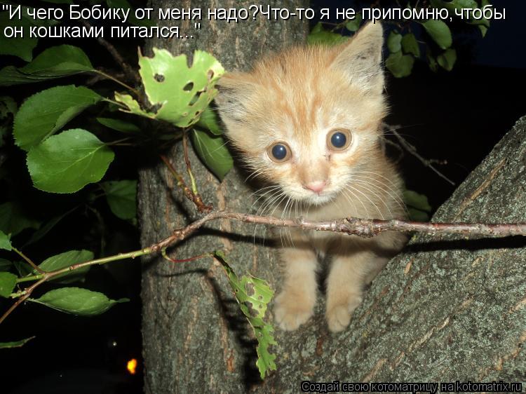 Котоматрица: "И чего Бобику от меня надо?Что-то я не припомню,чтобы он кошками питался..."