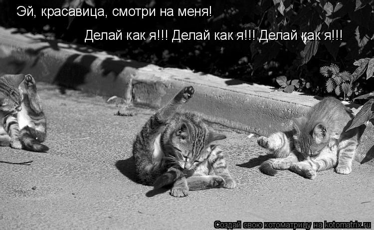 Котоматрица: Эй, красавица, смотри на меня! Делай как я!!! Делай как я!!! Делай как я!!!