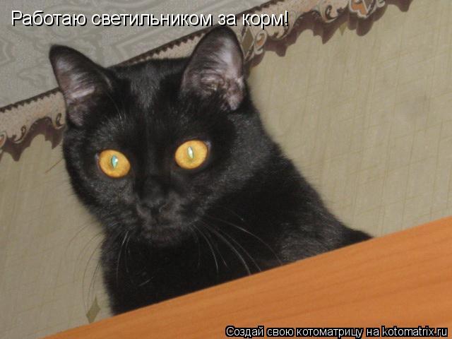Котоматрица: Работаю светильником за корм!