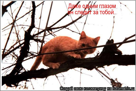 Котоматрица: Даже одним глазом  он следит за тобой..