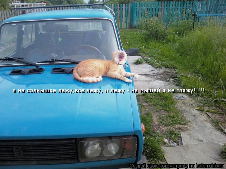 я на солнышке лежу,все лежу, и лежу - на мышей я не гляжу!!!!!... Котоматрица: я на солнышке лежу,все лежу, и лежу - на мышей я не гляжу!!!!!