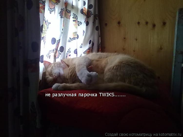 Котоматрица: не разлучная парочка TWIKS.......