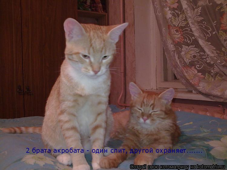 Котоматрица: 2 брата акробата - один спит, другой охраняет.......