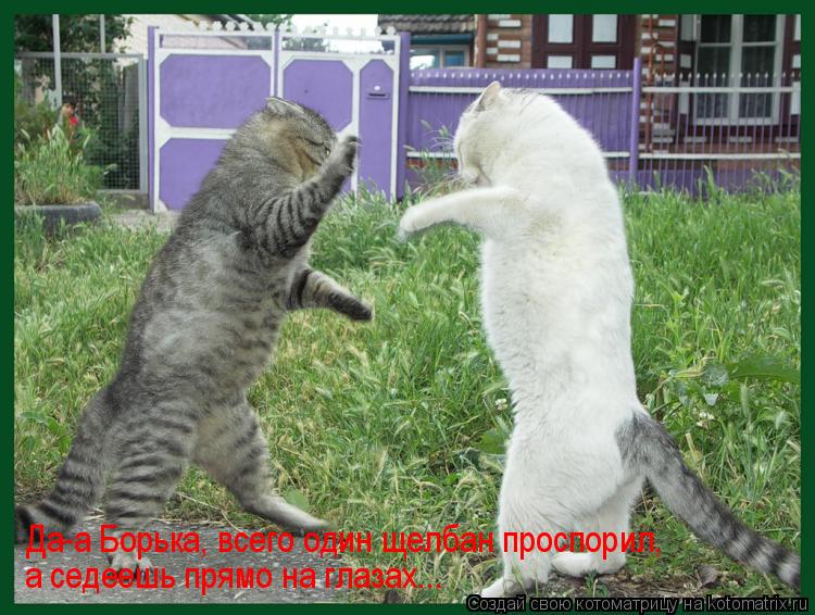 Котоматрица: Да-а Борька, всего один щелбан проспорил,  а седеешь прямо на глазах...