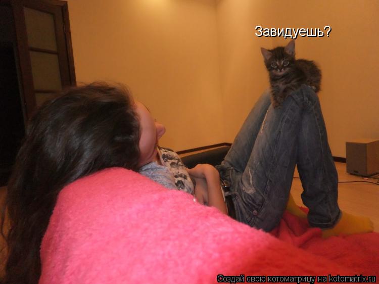 Котоматрица: Завидуешь?