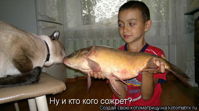 Котоматрица: Ну и кто кого сожрет?