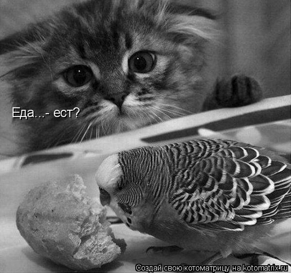 Котоматрица: Еда...- ест?