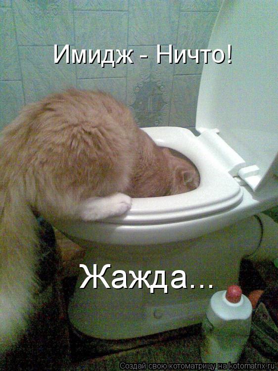 Котоматрица: Имидж - Ничто! Жажда...