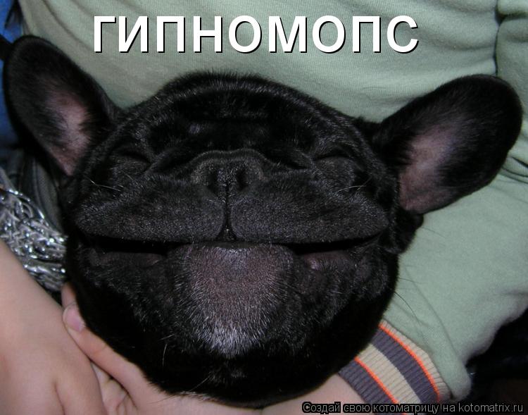 Котоматрица: гипномопс