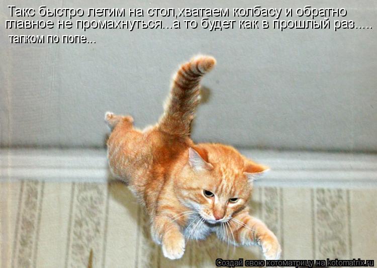 Котоматрица: Такс быстро летим на стол,хватаем колбасу и обратно главное не промахнуться...а то будет как в прошлый раз..... тапком по попе...