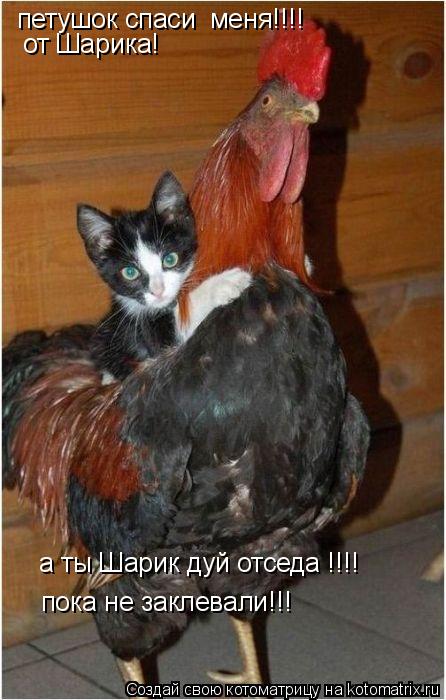 Котоматрица: петушок спаси  меня!!!! от Шарика! а ты Шарик дуй отседа !!!! пока не заклевали!!!