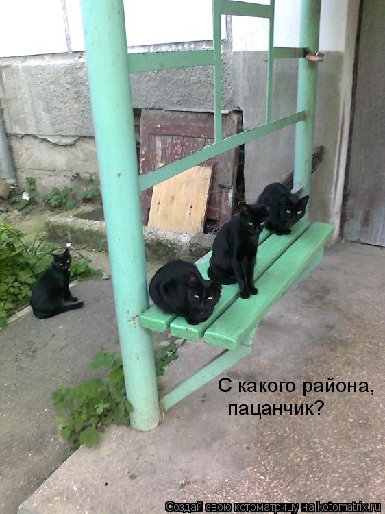 С какого района, пацанчик?... Котоматрица: С какого района, пацанчик?
