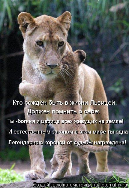Котоматрица: Кто рождён быть в жизни Львицей, Должен помнить о себе: И естественным законом в этом мире ты одна Ты -богиня и царица всех живущих на земле! 