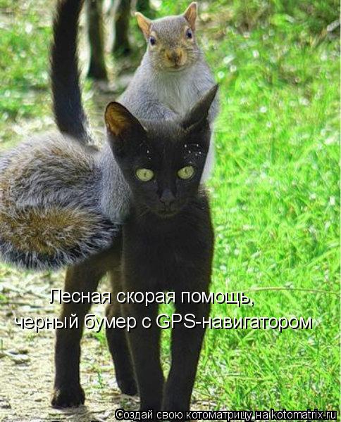 Котоматрица: Лесная скорая помощь, черный бумер с GPS-навигатором