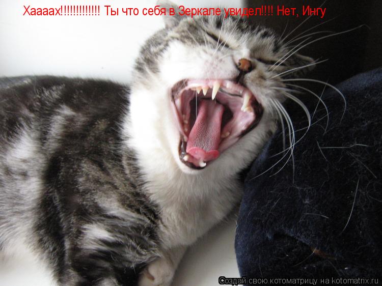 Котоматрица: Хаааах!!!!!!!!!!!!! Хаааах!!!!!!!!!!!!! Хаааах!!!!!!!!!!!!! Ты что себя в Зеркале увидел!!!! Нет, Ингу