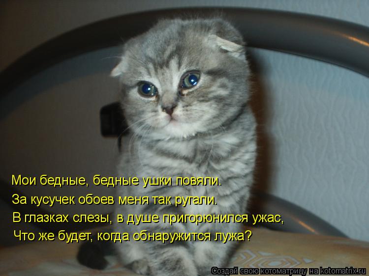Котоматрица: Мои бедные, бедные ушки повяли. За кусучек обоев меня так ругали. В глазках слезы, в душе пригорюнился ужас, Что же будет, когда обнаружится л