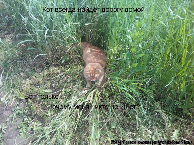Котоматрица: Кот всегда найдет дорогу домой! Вот только.. Почему меня никто не ищет?