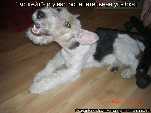 Котоматрица: "Колгейт"- и у вас ослепительная улыбка!