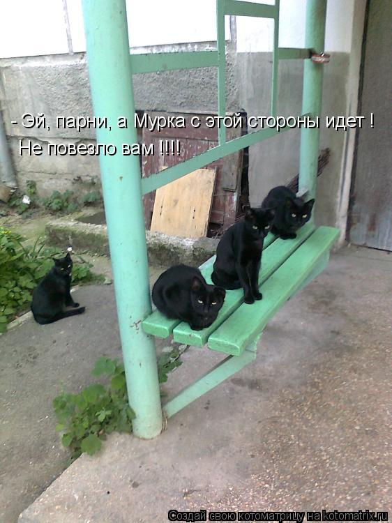 Котоматрица: - Эй, парни, а Мурка с этой стороны идет ! Не повезло вам !!!!