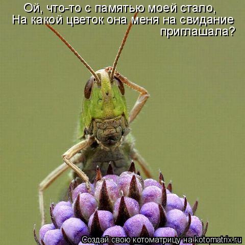 Котоматрица: Ой, что-то с памятью моей стало, На какой цветок она меня на свидание  приглашала?