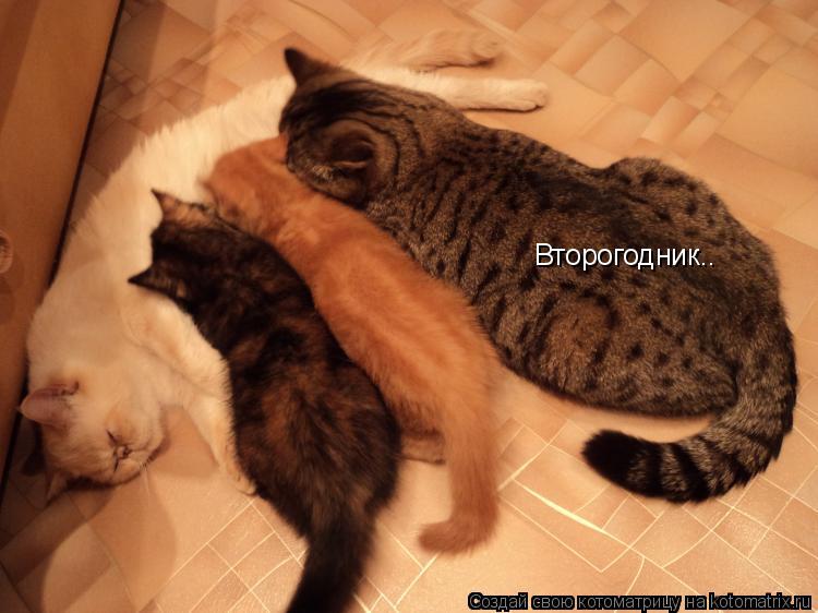 Котоматрица: Второгодник..