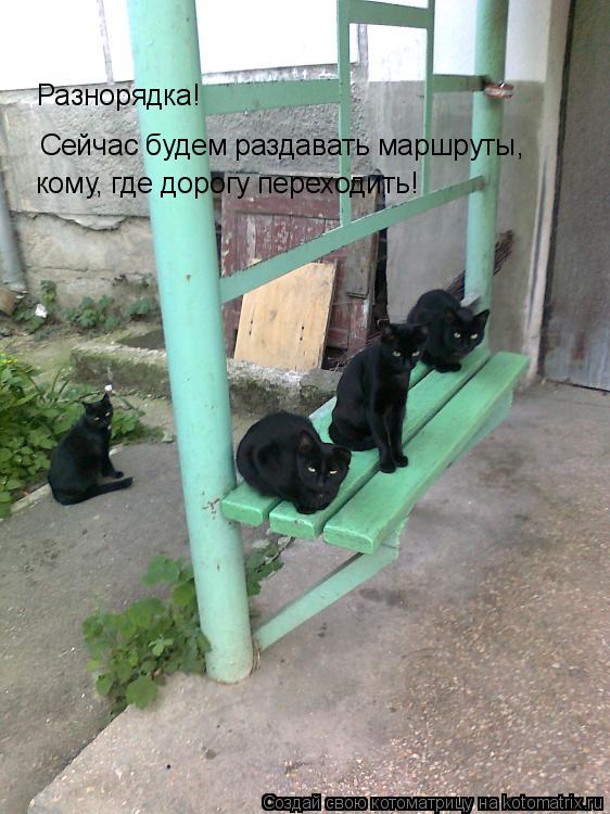 Котоматрица: Сейчас будем раздавать маршруты,  Разнорядка! кому, где дорогу переходить!
