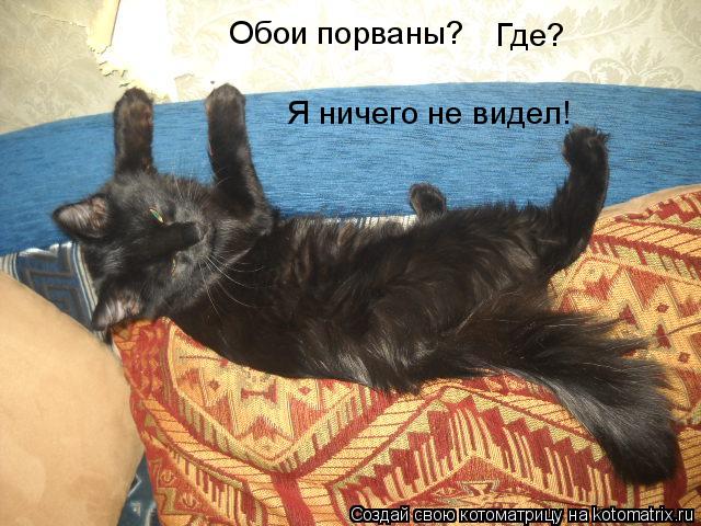 Обои порваны? Где? Я ничего не видел!... Котоматрица: Обои порваны? Где? Я ничего не видел!