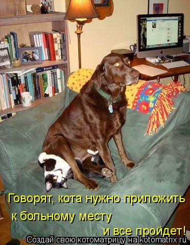 Котоматрица: Говорят, кота нужно приложить к больному месту  и все пройдет!