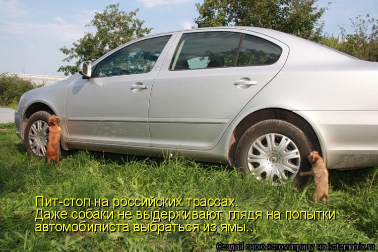 Котоматрица: Пит-стоп на российских трассах.  Даже собаки не выдерживают, глядя на попытки автомобилиста выбраться из ямы...