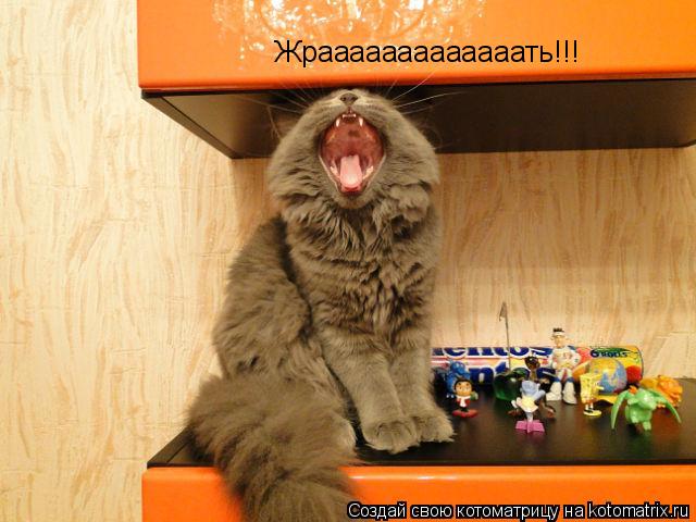 Котоматрица: Жрааааааааааааать!!!