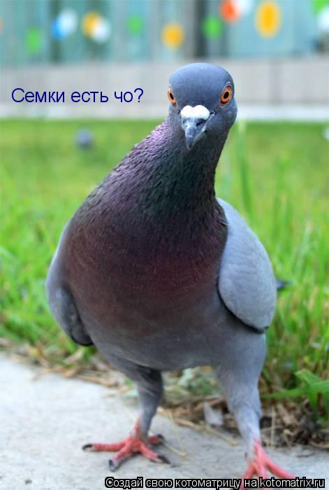 Котоматрица: Семки есть чо?