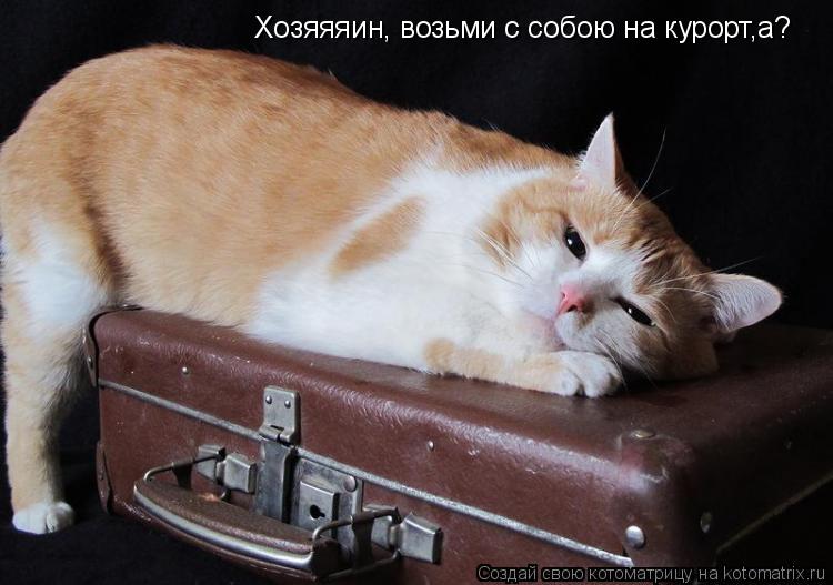 Котоматрица: Хозяяяин, возьми с собою на курорт,а?