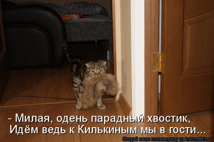 Котоматрица: - Милая, одень парадный хвостик, Идём ведь к Килькиным мы в гости...