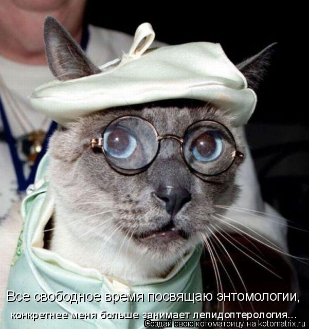 Котоматрица: Все свободное время посвящаю энтомологии, конкретнее меня больше занимает лепидоптерология...