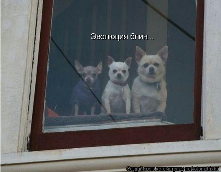 Котоматрица: Эволюция блин...