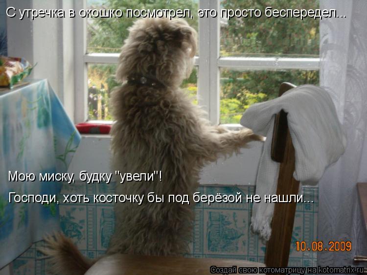 Котоматрица: С утречка в окошко посмотрел, это просто беспередел... Мою миску, будку "увели"! Господи, хоть косточку бы под берёзой не нашли...