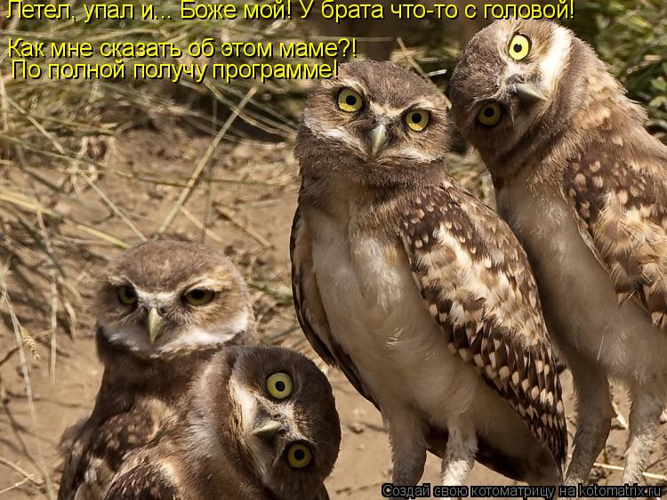 Котоматрица: Как мне сказать об этом маме?!  По полной получу программе! Летел, упал и... Боже мой! У брата что-то с головой!