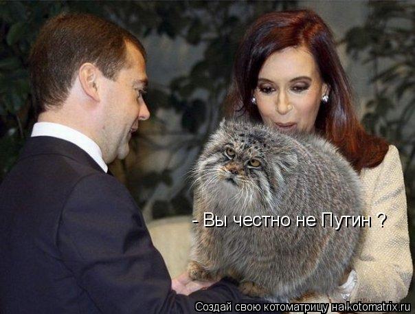 - Вы честно не Путин ?... Котоматрица: - Вы честно не Путин ?